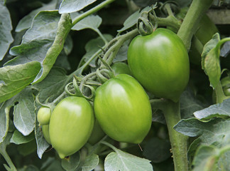 Young green tomatoes in the field