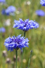 Cornflower