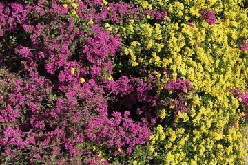Obraz premium Flores coloridas