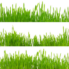 green grass isolated on white background