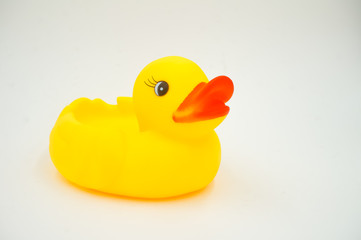 yellow duck