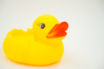 yellow duck
