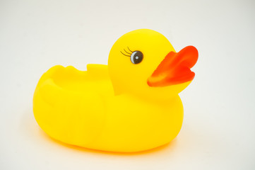 yellow duck