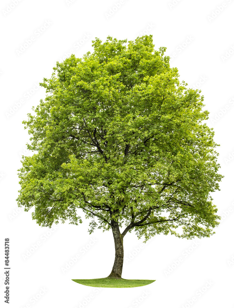 Canvas Prints green oak tree isolated on white background. nature object