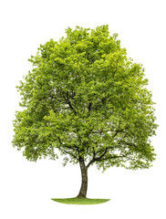 Green oak tree isolated on white background. Nature object - obrazy, fototapety, plakaty