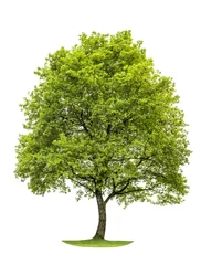 Gordijnen Green oak tree isolated on white background. Nature object © LiliGraphie
