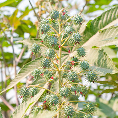 Fototapeta premium Biodiesel is produced from the seed pods of castor bean plants