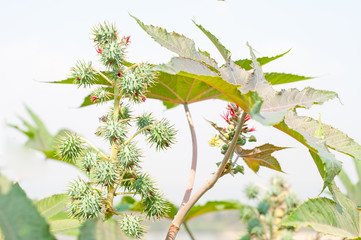 Biodiesel is produced from the seed pods of castor bean plants