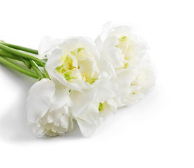 Fresh tulips isolated on white