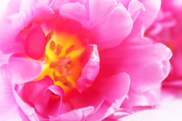 Obraz na płótnie Canvas Pink tulip, closeup