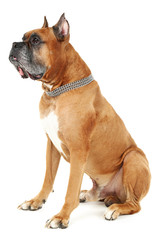 Obraz premium Cute dog isolated on white background