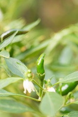 Closeup of green fresh pepper.