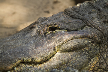 Alligator Face Close-Up