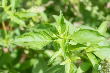 Closeup of green thai basil.