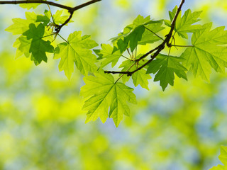 Green leaves