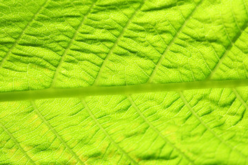 Close up of fresh green leaf with veins
