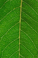  green leaf background