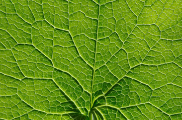  green leaf background