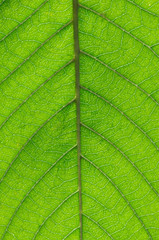  green leaf