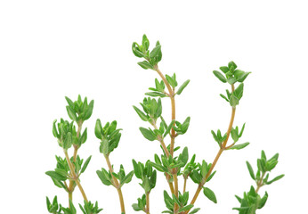 thyme