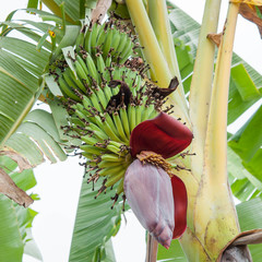 Bunches of green bananas growing on a plantation