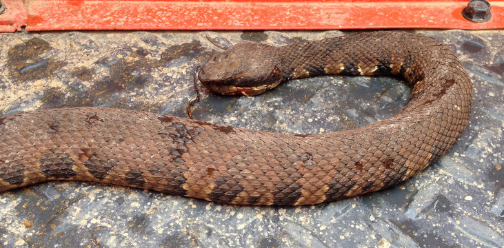 Dead cottonmouth in Mississippi