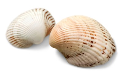 Shell, White, Two Objects.