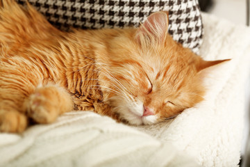 Fototapeta na wymiar Red cat resting indoors