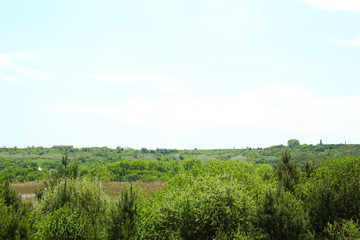 Fototapeta na wymiar Beautiful view of forest grove over blue sky background