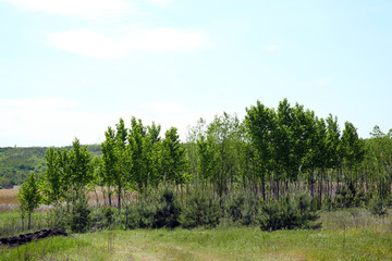 Obraz premium Beautiful view of forest grove over blue sky background