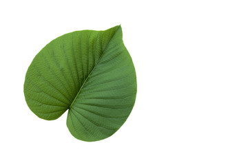 Green leaf heart shape on white background