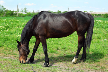 Naklejka na ściany i meble Beautiful dark horse grazing over green grass background