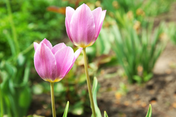 Fototapeta premium Beautiful color tulips over flowerbed background