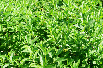Fototapeta na wymiar Green bush as background
