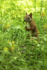 Squirrel. Red Squirrel (Sciurus vulgaris) on the green grass.