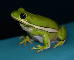 Obraz premium Green treefrog in Mississippi
