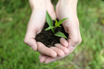 Naklejka na ściany i meble Green seedling growing from soil in hands outdoors