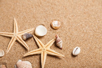Fototapeta na wymiar Shell, Sand, Starfish.