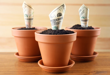 Growing money in flowerpots on wooden background