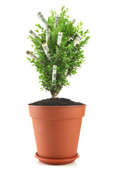 Decorative tree in pot with money isolated on white
