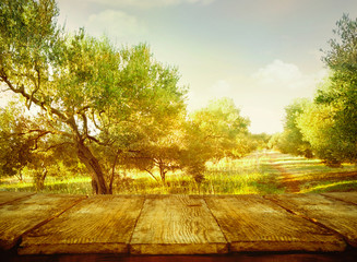 Fototapeta na wymiar Olive orchard