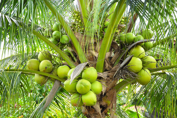 coconut tree with bunches of coconut - 84489564