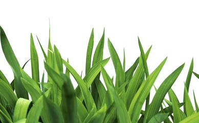 Watering Can, Watering, Growth.