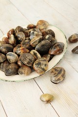 fresh clam shell fish