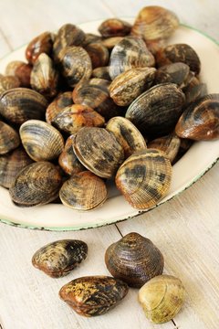 fresh clam shell fish