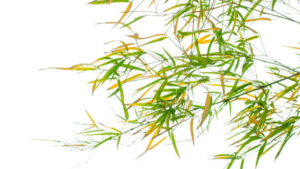 bamboo leaves on white background
