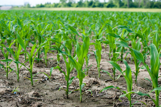 Close up corn field