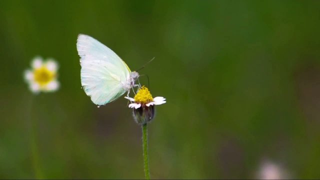 butterfly on flowers