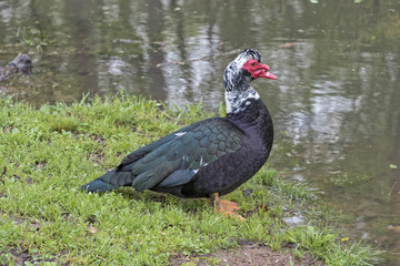 Muscovy Duck
