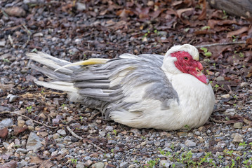 Muscovy Duclk